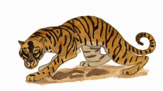 Jean-Claude Fourneau tigre