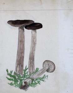 Jean-Claude Fourneau