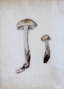 Jean-Claude Fourneau