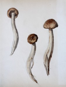 Jean-Claude Fourneau