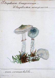 Jean-Claude Fourneau srophaire érugineux stropharia œruginosa