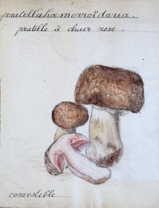 Jean-Claude Fourneau pratelle à chair rose pratella hœmorroïdaria