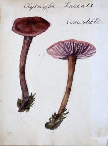 Jean-Claude Fourneau citocybe laqué laccata