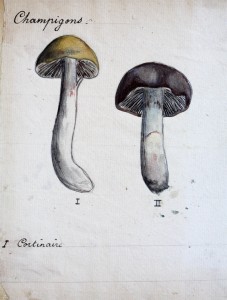 Jean-Claude Fourneau cortinaire cortinarius