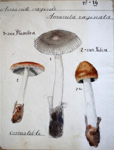 Jean-Claude Fourneau amanite vaginée amanita vaginata