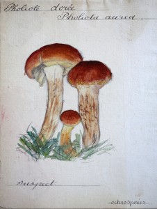 Jean-Claude Fourneau pholiote dorée pholiota aurea