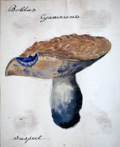 Jean-Claude Fourneau bolet bleuissant boletus cyanescens