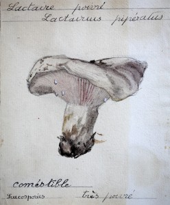 Jean-Claude Fourneau lactaire poivré lactarius piperatus