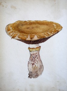 Jean-Claude Fourneau