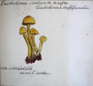 Jean-Claude Fourneau tricholome couleur de soufre tricholoma sufluralis