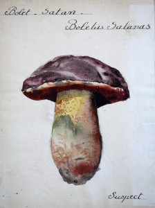 Jean-Claude Fourneau boletus satanas bolet satan