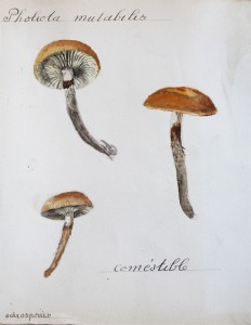 Jean-Claude Fourneau pholiota mutabilis pholiote changeante