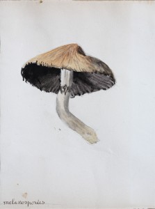 Jean-Claude Fourneau melanospora