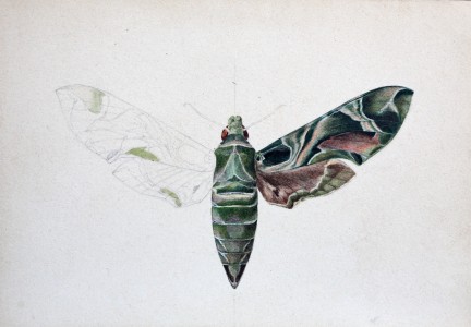 Jean-Claude Fourneau