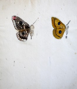 Jean-Claude Fourneau